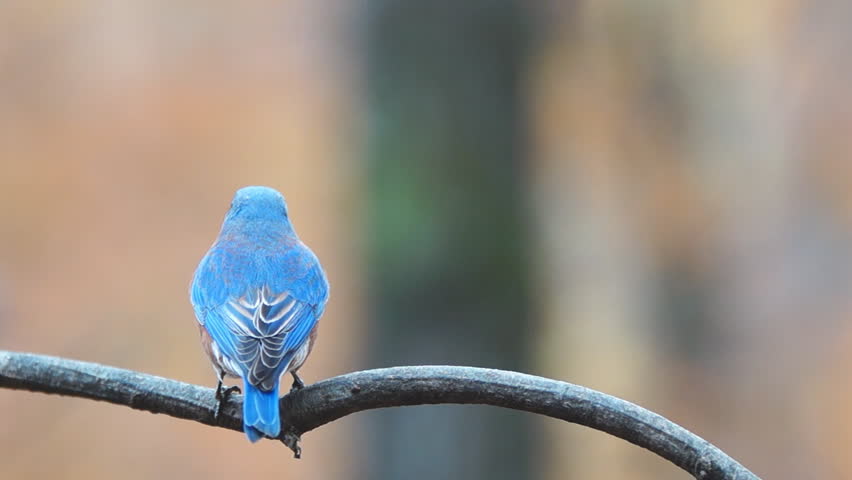 Eastern Bluebirds (sialia Sialis) ,mating Stock Footage Video (100%