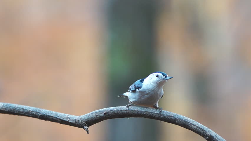 White-breasted Nuthatch (Sitta carolinensis), November in Georgia. Slow motion,