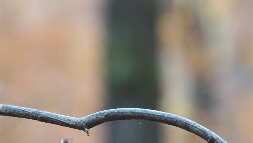 Tufted Titmouse (Baeolophus bicolor) , November in Georgia. Slow motion, 1/2