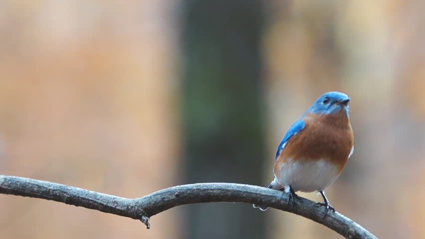 Eastern Bluebird (Sialia sialis) male , November in Georgia. Slow motion, 1/2