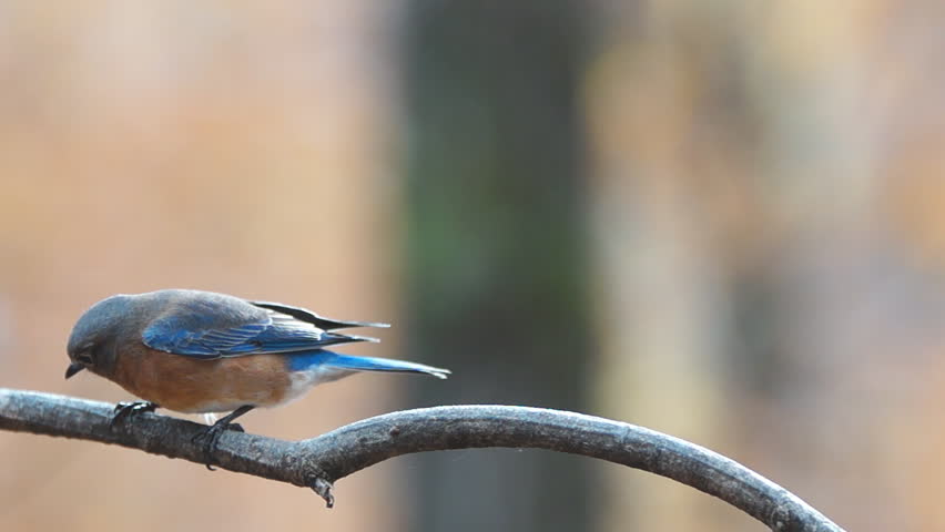 Eastern Bluebird (Sialia sialis) female , November in Georgia. Slow motion, 1/2