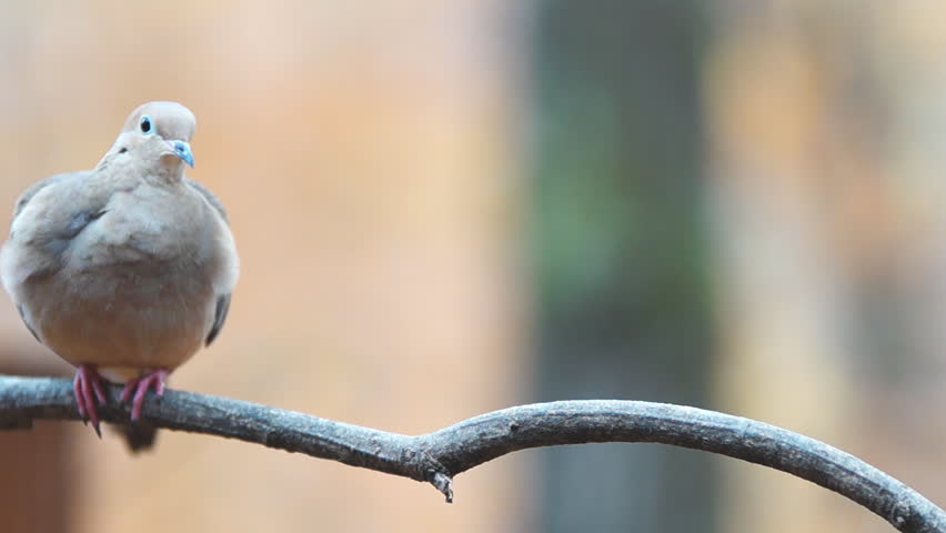 Mourning Dove (Zenaida macroura), popular sport hunting migratory bird. Slow