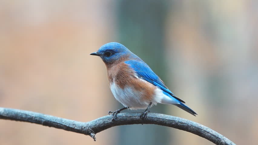 Eastern Bluebird (Sialia sialis) male regurgitates seed for mate , November in