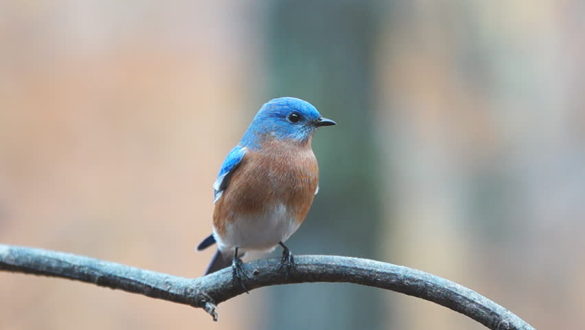 Eastern Bluebird (Sialia sialis) male regurgitates seed for mate , November in