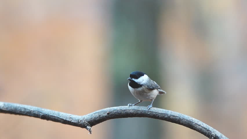 Black-capped Chickadee (Poecile atricapillus) male is a small North American