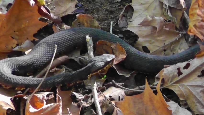 Water Moccasin (AKA Cottonmouth) slithering through fall leaves, looking for a meal. Water Moccasins are in the venomous pit viper family, along with the rattlesnake and the copperhead here in the US.