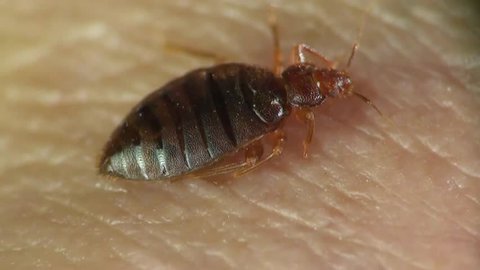 Bedbug sitting on human skin