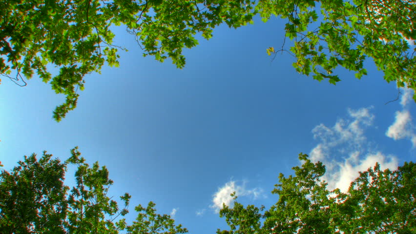 Blue sky trough trees, HD time lapse clip, high dynamic range imaging