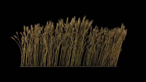 looped line of wheat on the wind, isolated on black background with alpha, 1920x1080, 1080p, seamless loop, great compositing element