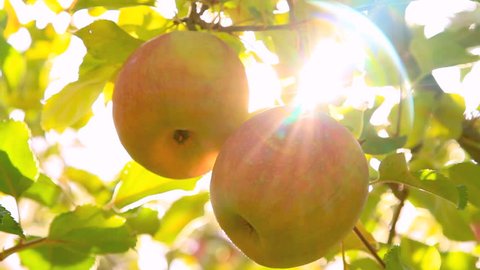 The sun shines through the apple tree.