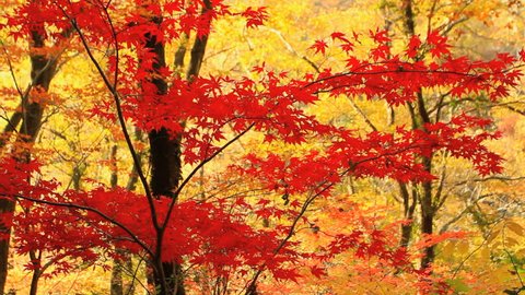 Autumn red maple leaves with yellow foliage in the background.