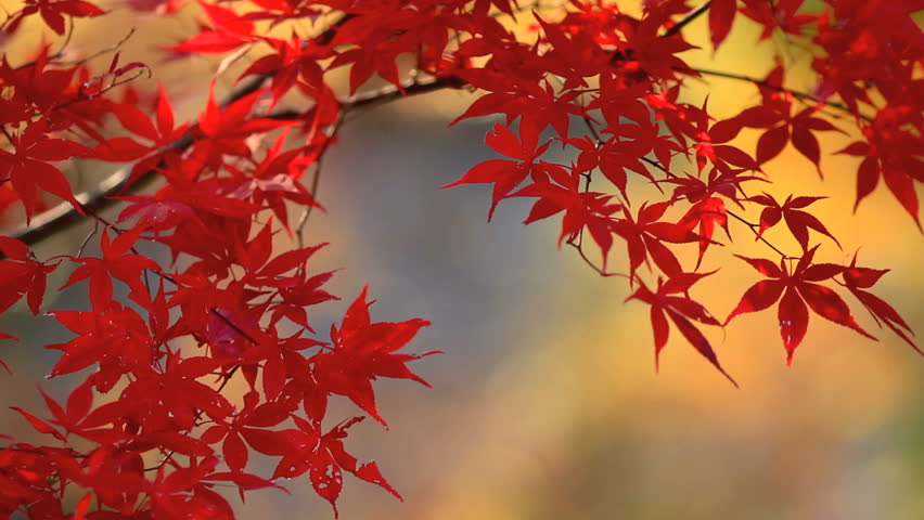 Autumn Red Maple Leaves With Stock Footage Video 100 Royalty Free Shutterstock