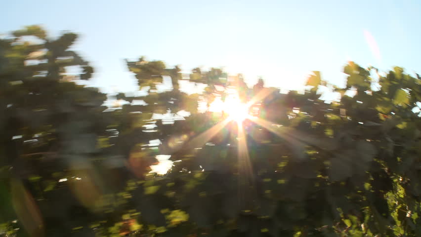 This is a tracking shot of a California grapevine on a sunny day.