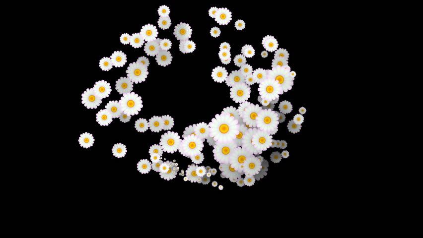 Swirling animation of stylized daisies, spiraling outwards against a black