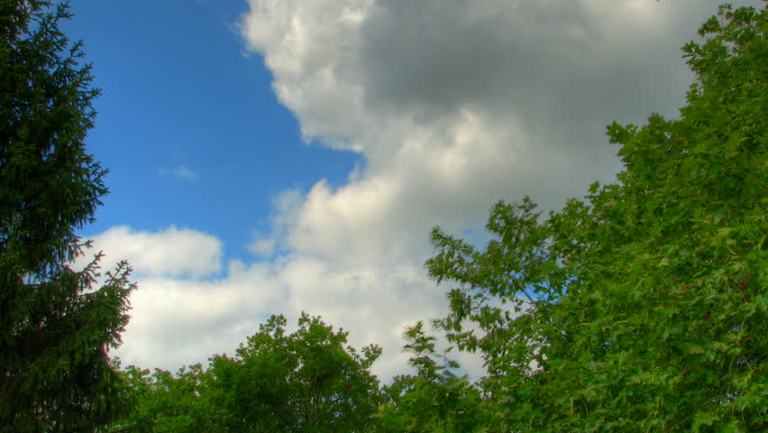 Blue sky and fluffy clouds trough trees, HD time lapse clip, high dynamic range