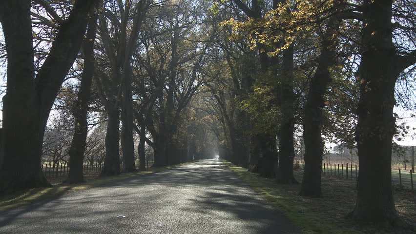 A zoom in on a avenue of very old oak trees,