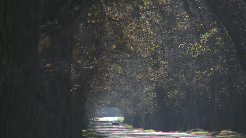 A car approaches in the early morning light down a avenue of 100 year old oak