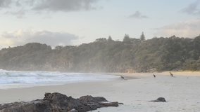 Australian Kangaroo's in a family on a beach at sunrise