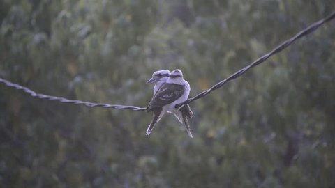 Pair of Australian native Kookaburra birds sitting together on a wire at dusk