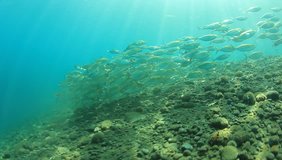 School of Sardine fish underwater