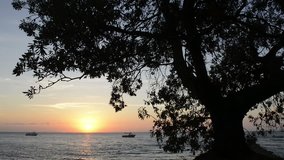 Sunset over the ocean with a large tree silhouetted in the foreground