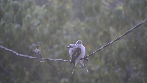 Pair of Australian native Kookaburra birds sitting together on a wire at dusk