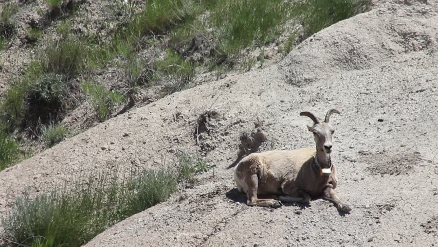 Badlands National Park, Interior, South Dakota, USA