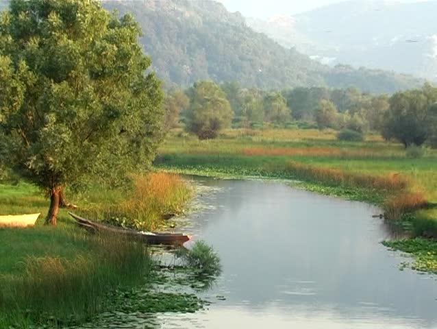 tree by the river