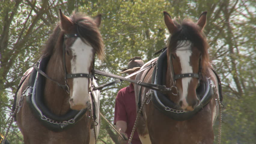 Two draft horses cultivate a field with a vintage plough