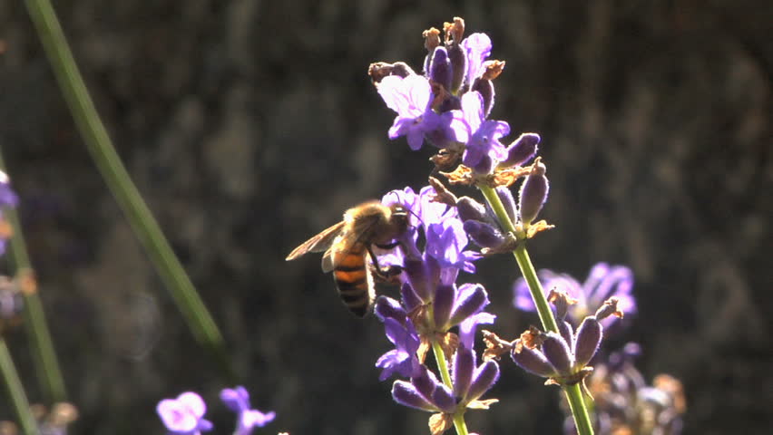 Bee collecting pollen on a lavanda flowers