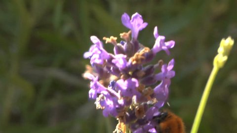 Bumblebee on a lavande flower