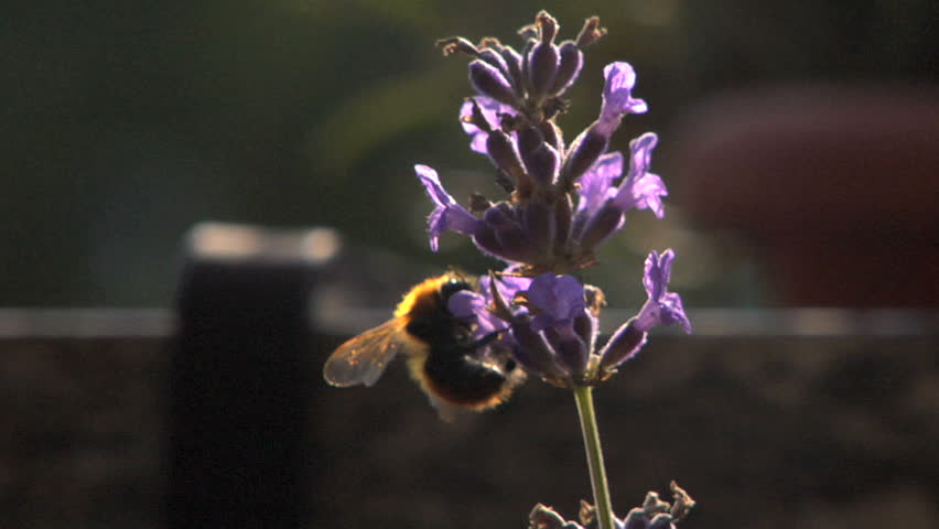 Bumblebee on a lavande flower