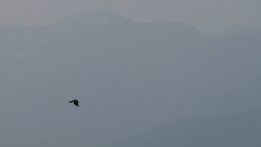 Wildlife flying bird silhouettes