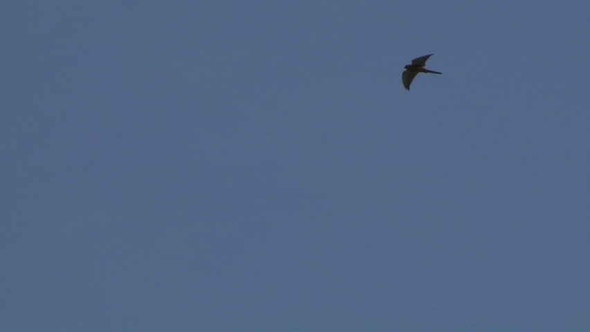 Wildlife flying bird silhouettes