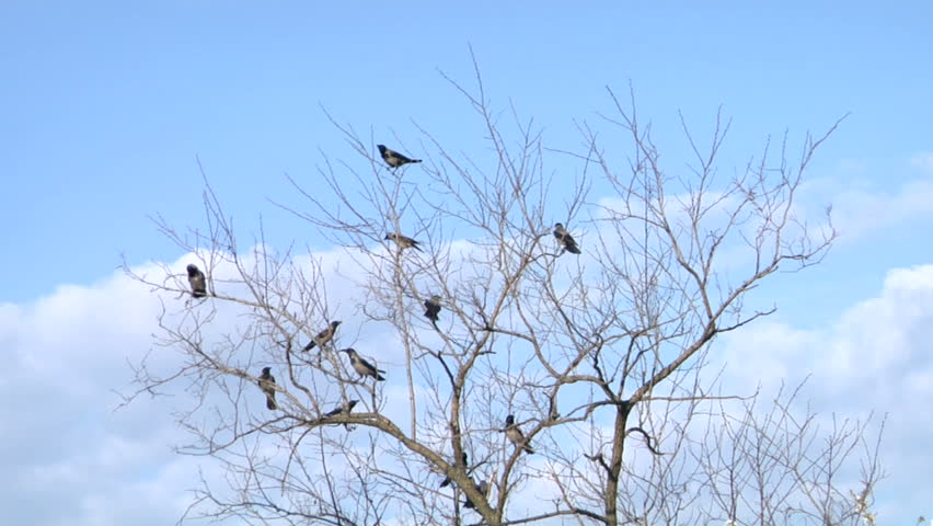 Black crows sitting in a tree and flying