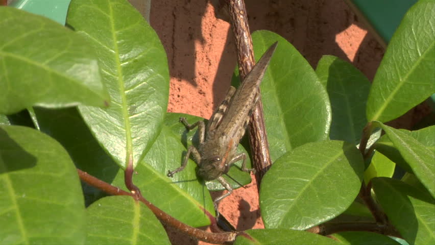 Grasshopper on leaf 