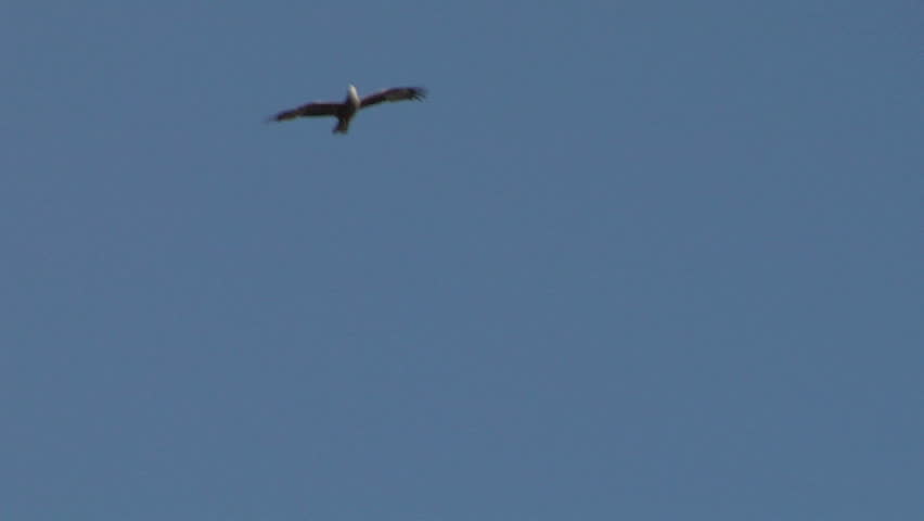 Wildlife flying hawk silhouettes