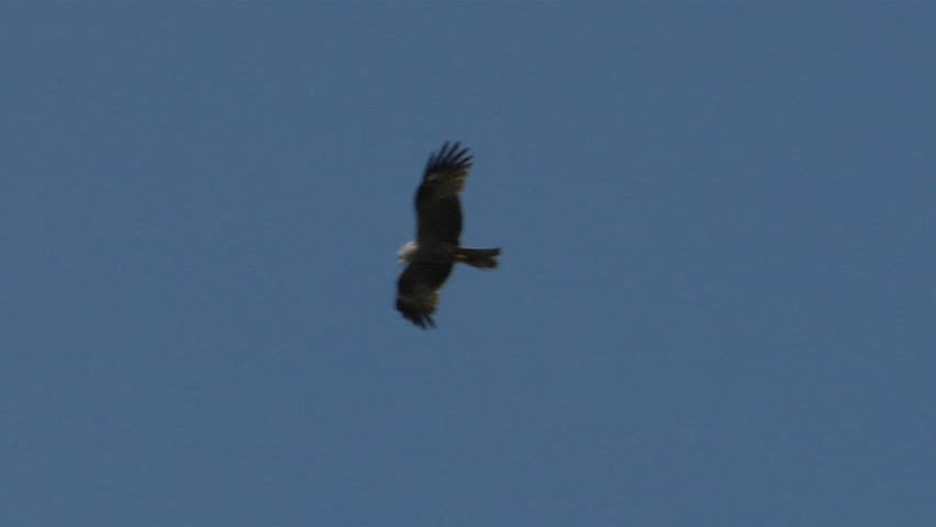 Wildlife flying hawk silhouettes