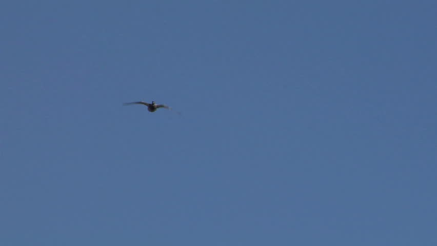 Wildlife flying mallard silhouettes