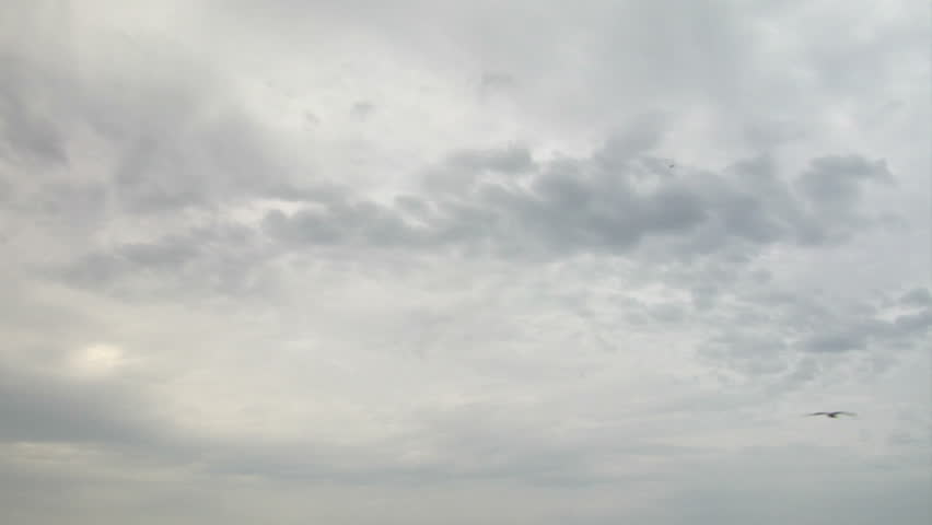 Flying seagull on a cloudy sky background