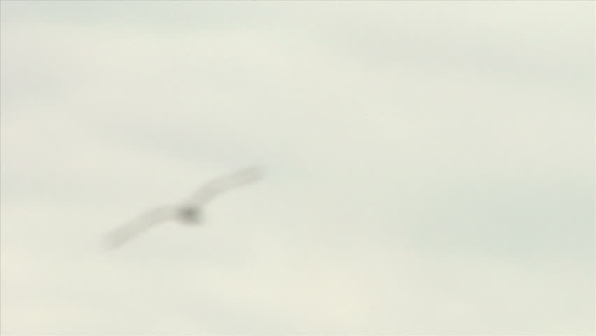 Flying seagull on a cloudy sky background