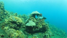 HD Video of Snapper fish on underwater coral reef