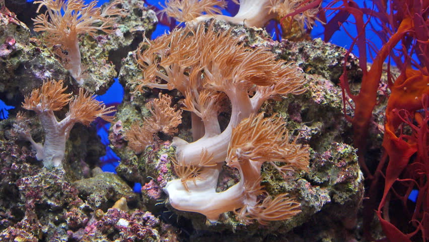 Brilliant Soft Coral in an underwater habitat. HD 1080p. 