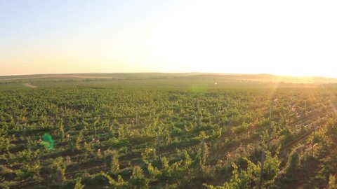 Grapes field at sunrise. Aerial view