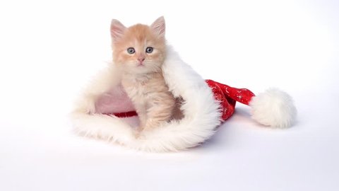 Little red kitten in a Christmas hat