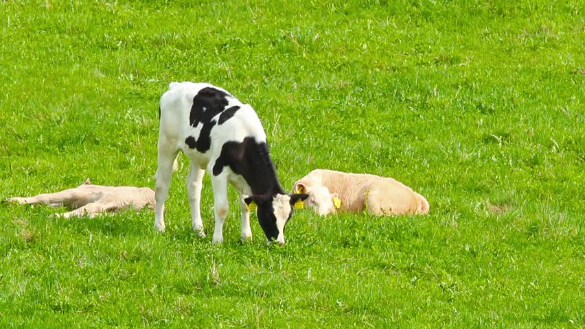 calves in the meadow