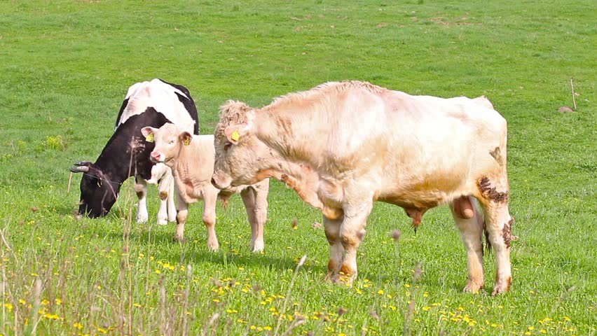 bull, cow and calf in a meadow