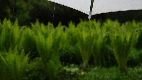Water drops fall from corner of white umbrella and blurred park plants in rainy day.