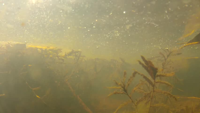 A scary and murky underwater shot in a mossy pond