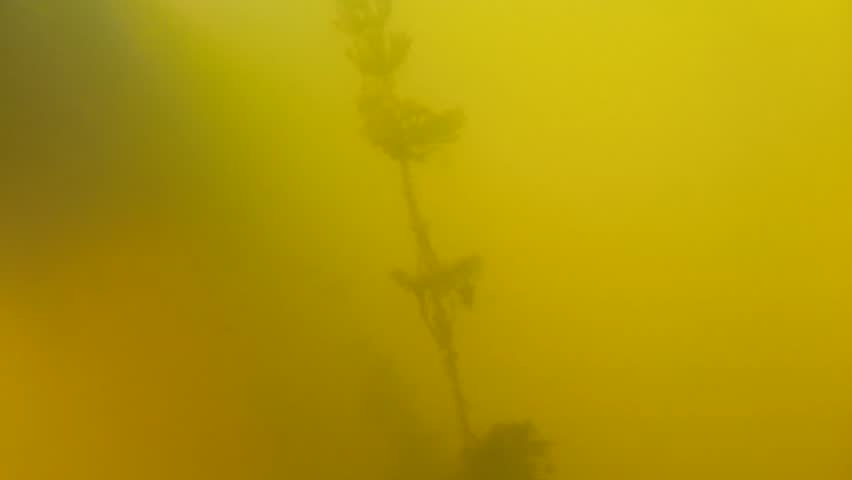 A scary and murky underwater shot in a mossy pond